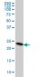 TRAPPC4 Antibody (monoclonal) (M01)